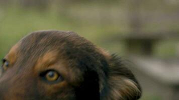 portret van een schattig bastaard- hond buitenshuis video