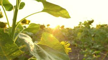 Sunflower field at sunset. Funny concept - sunflower dressed in a female hat. Agriculture. Harvesting video