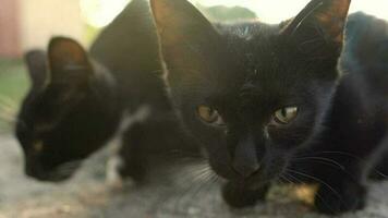 Portrait of homeless cute black and white kittens outside video