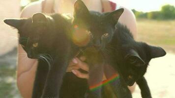 portrait de sans abri mignonne noir et blanc chatons à l'extérieur video