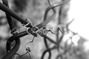 strange twisted shape of a climbing plant growing on a fence in close-up photo