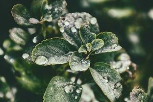 green summer bush with raindrops on the leaves in close-up photo