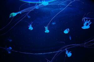 delicate jellyfish floating in black water in an aquarium creating an interesting background photo