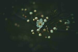 spring apple tree with white delicate small flowers in the warm sun photo