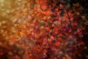 red autumn leaves of the bush in the warm afternoon sun in the garden photo