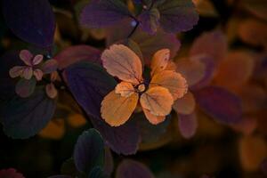 red autumn leaves of the bush in the warm afternoon sun in the garden photo