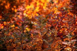 red autumn leaves of the bush in the warm afternoon sun in the garden photo