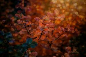 red autumn leaves of the bush in the warm afternoon sun in the garden photo