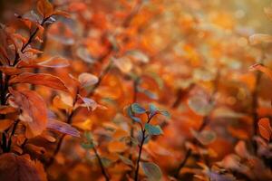 red autumn leaves of the bush in the warm afternoon sun in the garden photo