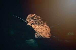 otoño dorado hojas en el árbol iluminado por calentar suave tarde ligero foto