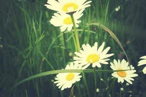 white camomiles growing in a green wild meadow on a summer day in close-up photo