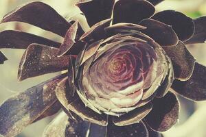 original cactus flower in black with close-up in the garden photo