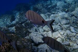 submarino fotos de buceo en el atlántico Oceano siguiente a el canario islas