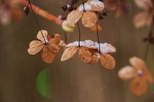 a withered delicate flower in the garden on a cold frosty day during falling white snow photo