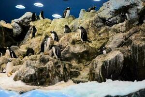 Penguins at the zoo photo