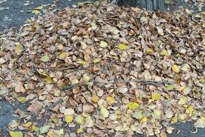 caído hojas en el suelo en el ciudad parque. otoño antecedentes foto