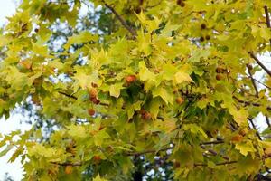 Maple tree with yellow and green leaves in autumn, close up photo