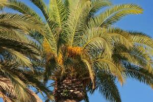 Palm tree with berries against the blue sky, close-up photo