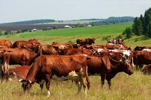 manada de vacas pasto en un verde prado en el verano foto