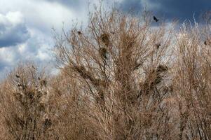 Numerous bird nests on bare tree branches against blue sky with white clouds photo