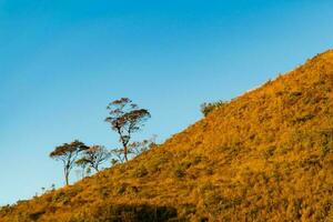 Abstract Trees Growing on the Slope of Mountains photo