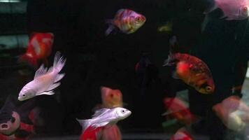 peces ornamentales de acuario a precios bajos y duraderos. video