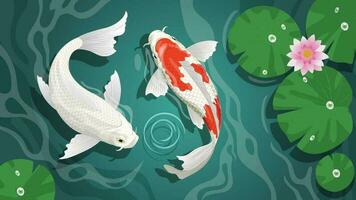 couple of beautiful koi in the pond vector