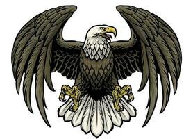 hand drawn bald eagle vector