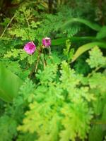 Purple wildflowers in the forest bushes. photo