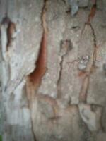 Unfocus dry brown tree bark. photo
