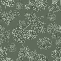 Seamless pattern of camomiles vector