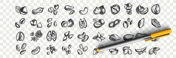 Nuts doodle set. vector