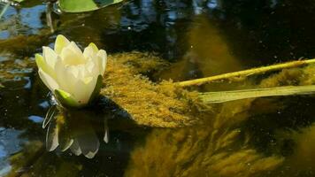 skön lilja lotus blommor och löv i lugna vatten video