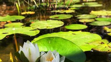 skön lilja lotus blommor och löv i lugna vatten video