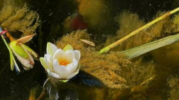 hermosa lirio loto flores y hojas en calma agua video