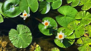 schön Lilie Lotus Blumen und Blätter im Ruhe Wasser video
