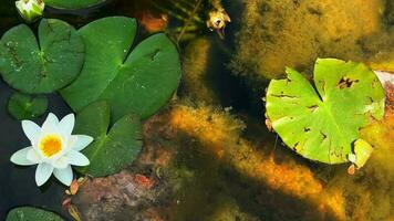 hermosa lirio loto flores y hojas en calma agua video