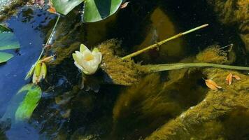 skön lilja lotus blommor och löv i lugna vatten video