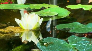 skön lilja lotus blommor och löv i lugna vatten video