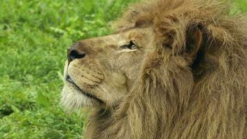 dichtbij omhoog mannetje leeuw hoofd op zoek lucht video