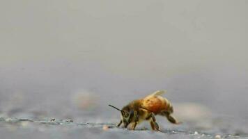 Single bee on ground grooming wings and legs before collecting pollen as important pollinator for honey production in close-up macro view with detailed wings and bee body in low angle view on street video