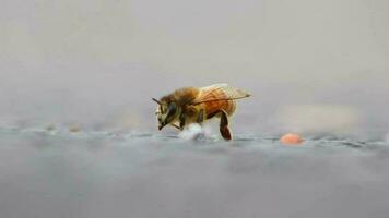 Single bee on ground grooming wings and legs before collecting pollen as important pollinator for honey production in close-up macro view with detailed wings and bee body in low angle view on street video