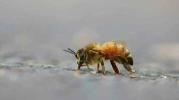 Single bee on ground grooming wings and legs before collecting pollen as important pollinator for honey production in close-up macro view with detailed wings and bee body in low angle view on street video