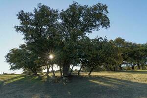 rays of sunlight through the branches of an oak tree photo
