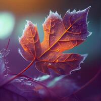 Colorful autumn maple leaf on dark background with bokeh effect, Image photo