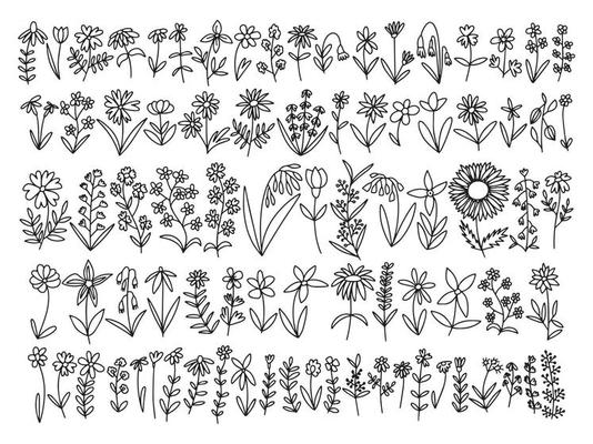Vector doodle different kinds of flowers and herbs set. Big botanical wild flowers set