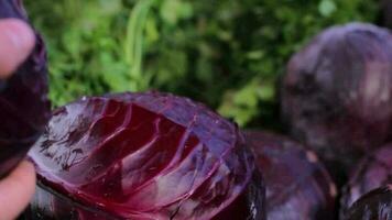 Fruits and vegetables in grocery store are on shelves, customer choosing and buying red cabbage from grocery store, selective focus video