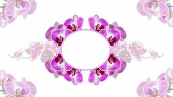 Animated pink orchid flower blossoms on white circle background elegant floral background with a lot of copy space for invitations and marriage or decorative wedding announcements and flower bouquet video