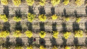 Aerial view a tractor is driving through thousands of pomegranate trees video