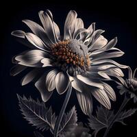 hermosa crisantemo flor en un negro fondo., ai generativo imagen foto
